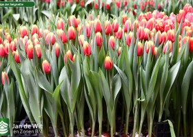 Tulipa Jan Seignette ® (1)
